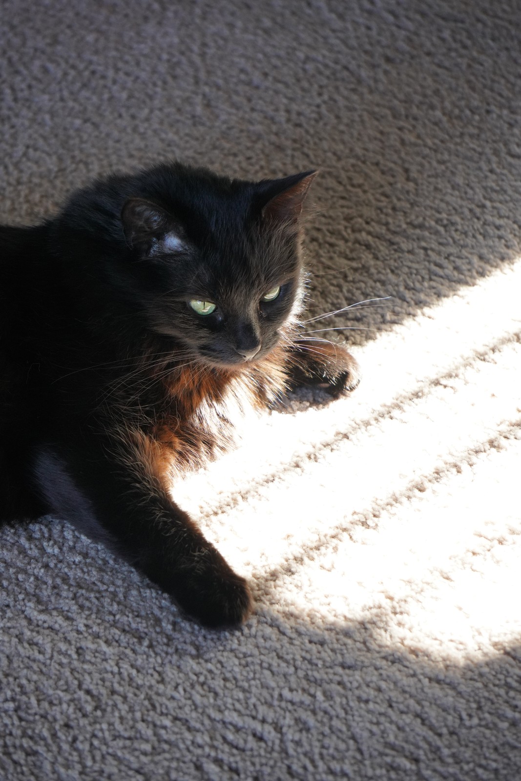 A black cat lying in a patch of sunlight.