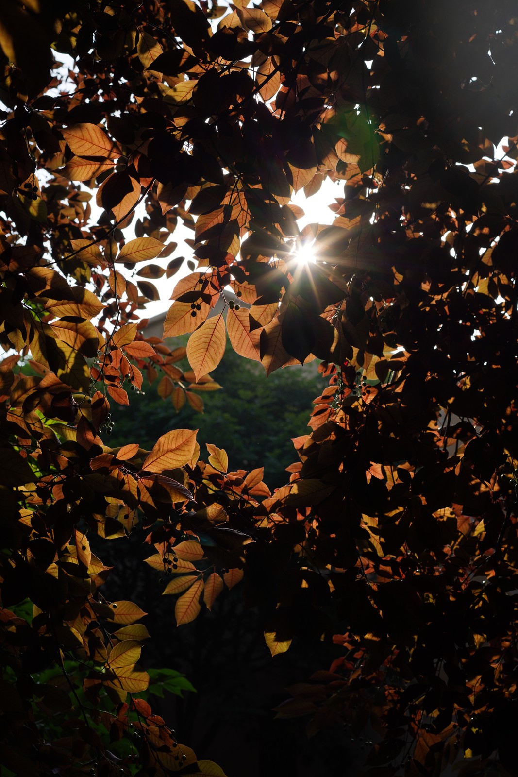 Golden leaves illuminated against deep shade.